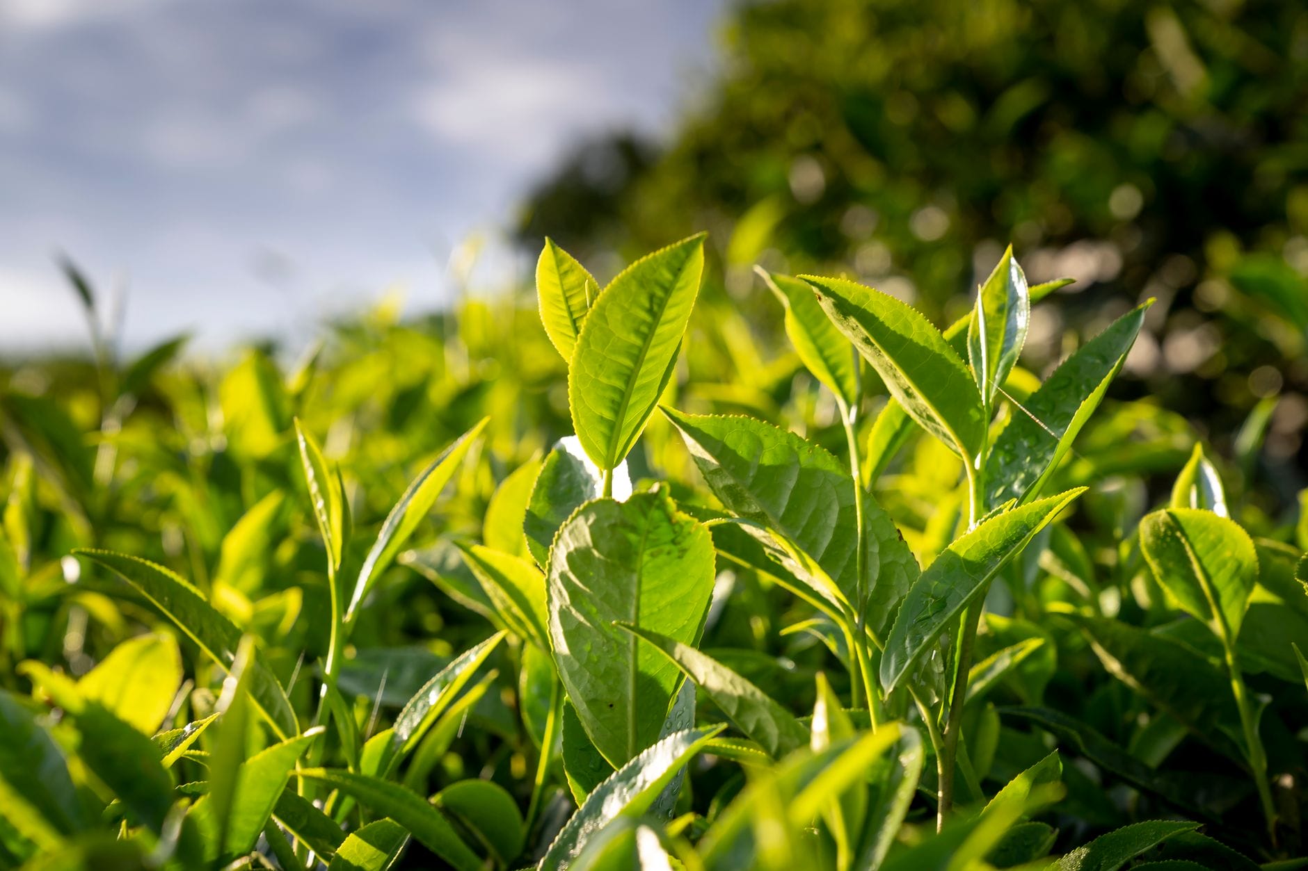 Close-up of fresh green tea leaves
