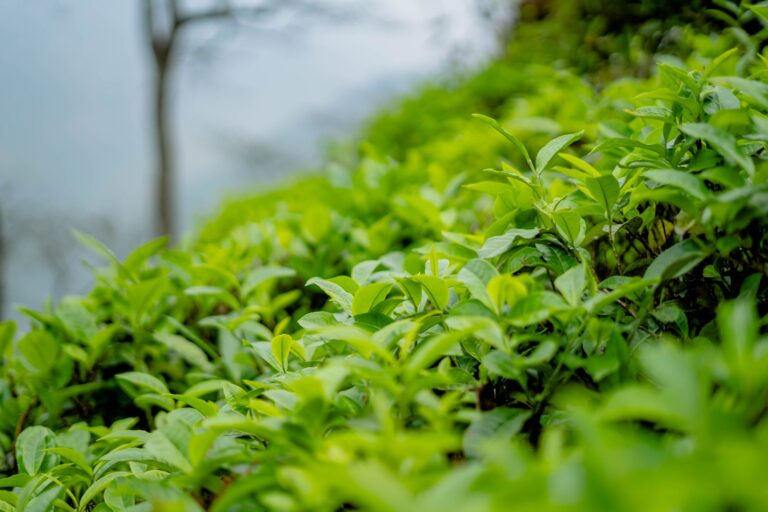 Misty green tea plantation
